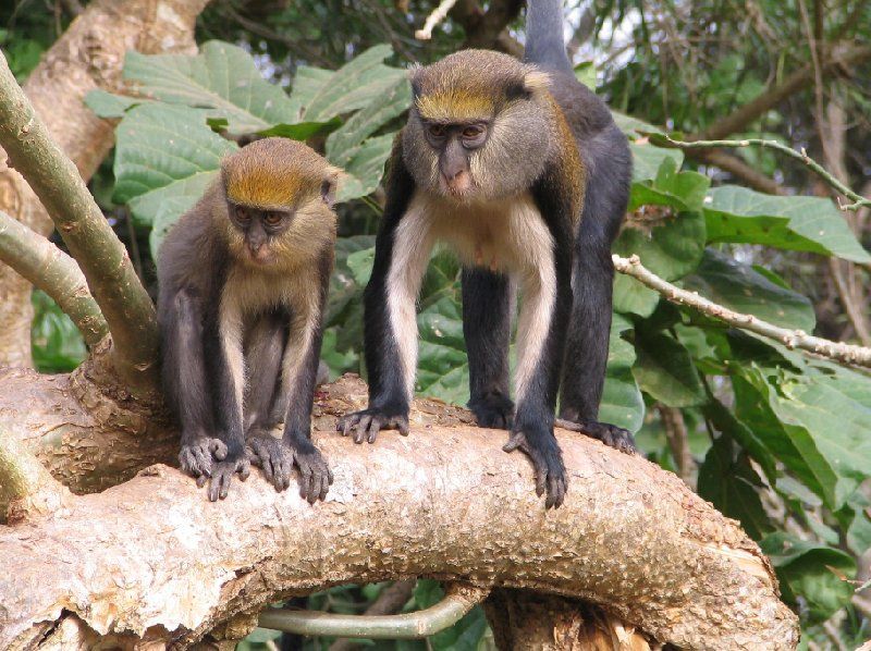 8 Days Guided Cultural Tour of Ghana image 4